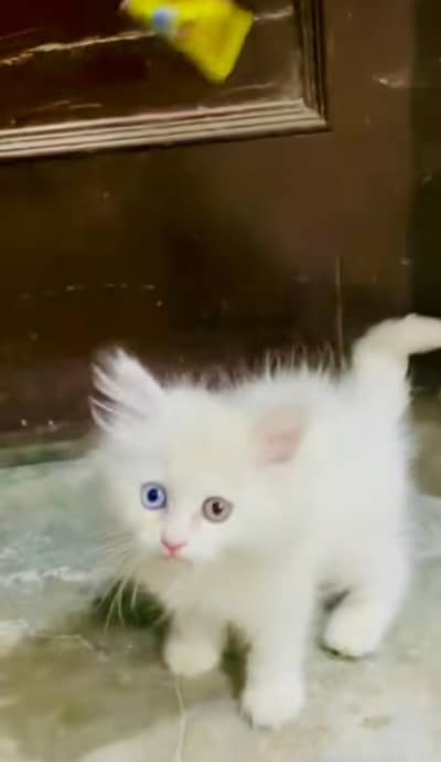 pure Persian cats vaccinated triple coated/WhatsApp 03316360929