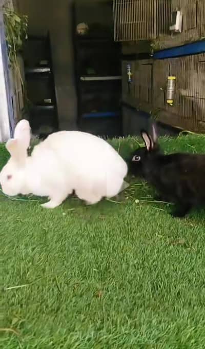 New Zealand, Angora and Desi Rabbits for Sale