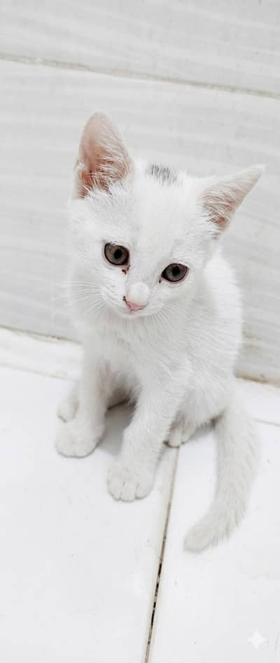 Indie Kitten pair for sale