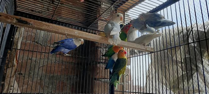 love birds Good size & healthy