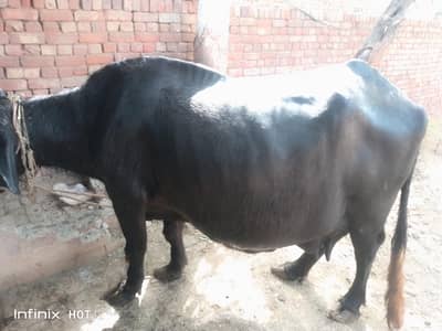 Buffalo with his baby