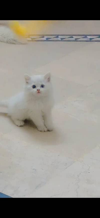 Persian cat