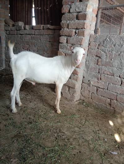 pure tadi male goat
