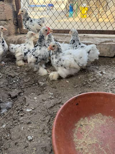 Mottled bentum chicks 2 male 6 female