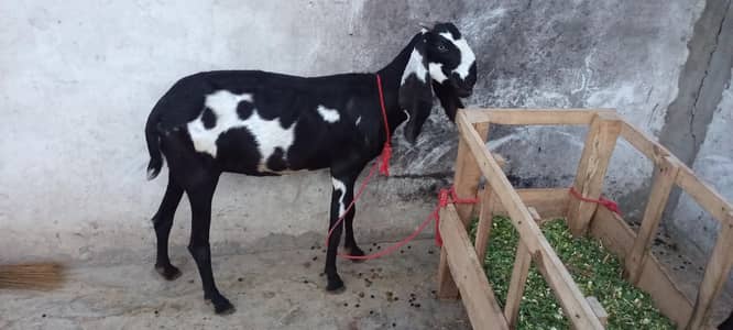 pure desi breed