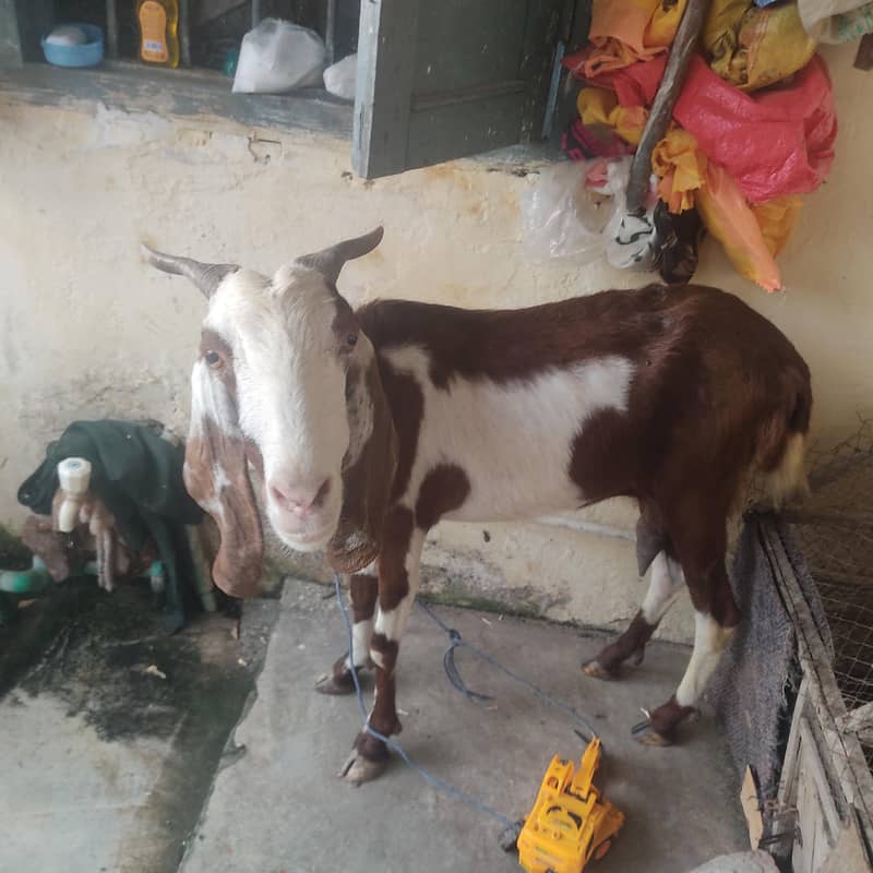 goats 0