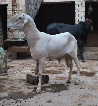 Mundra/Bakra/Chatra/Goat/