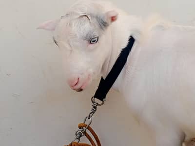 taddy Bakra