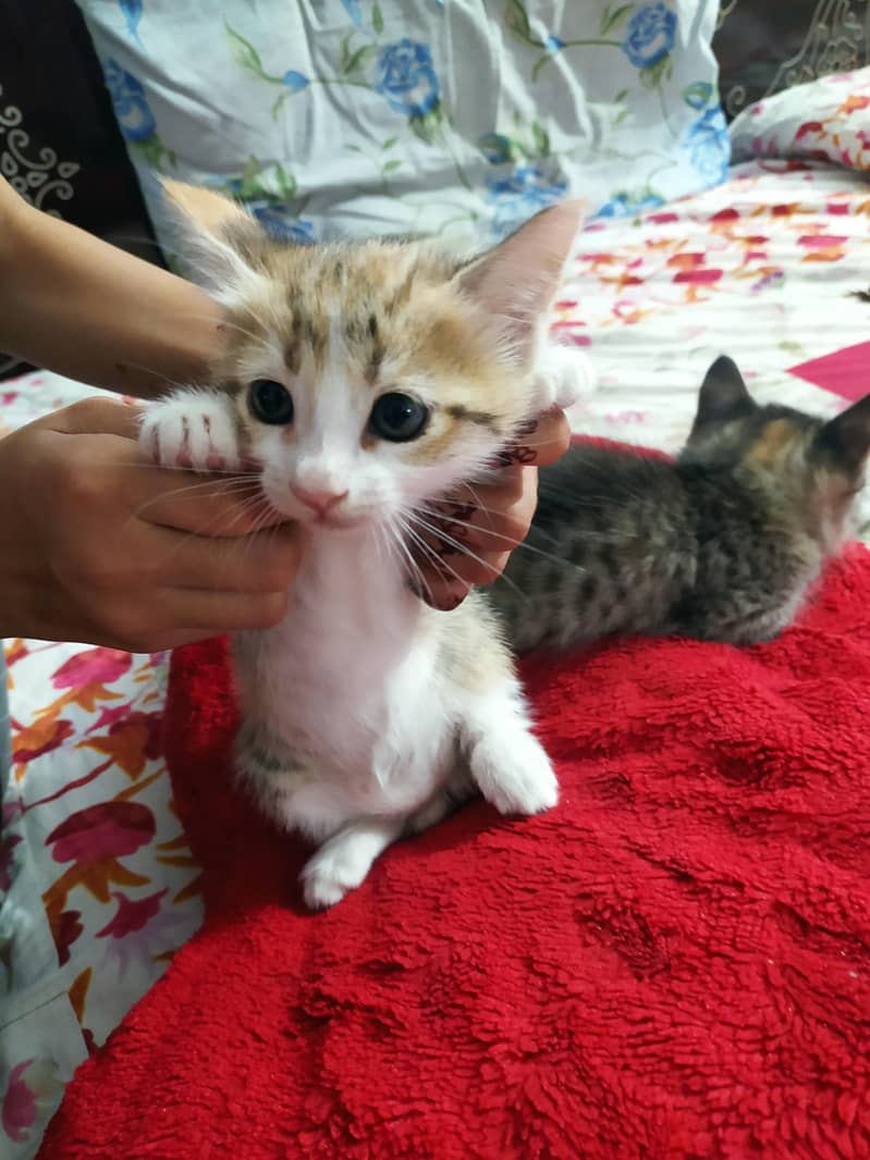Cute Kitten 2
