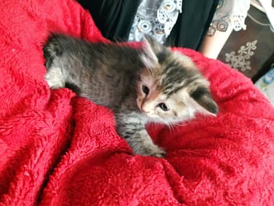 Cute Kitten