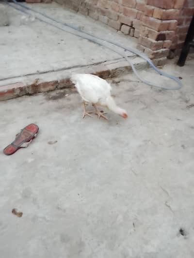 boht achi nsl ki morgi he