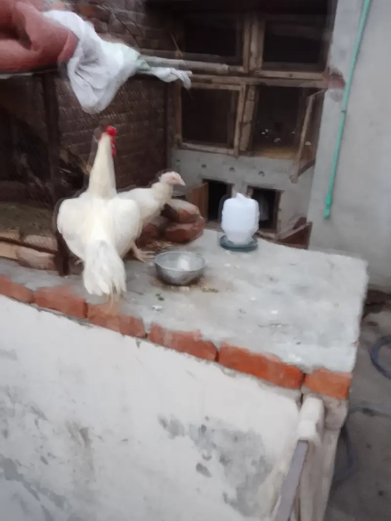 boht achi nsl ki morgi he — photo 3