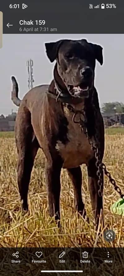 Bully patha For sale | height 31 inch | pure bully patha