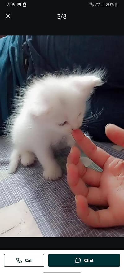2 female parssion kitten