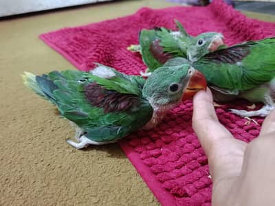 Kashmir raw parrots chicks for sale