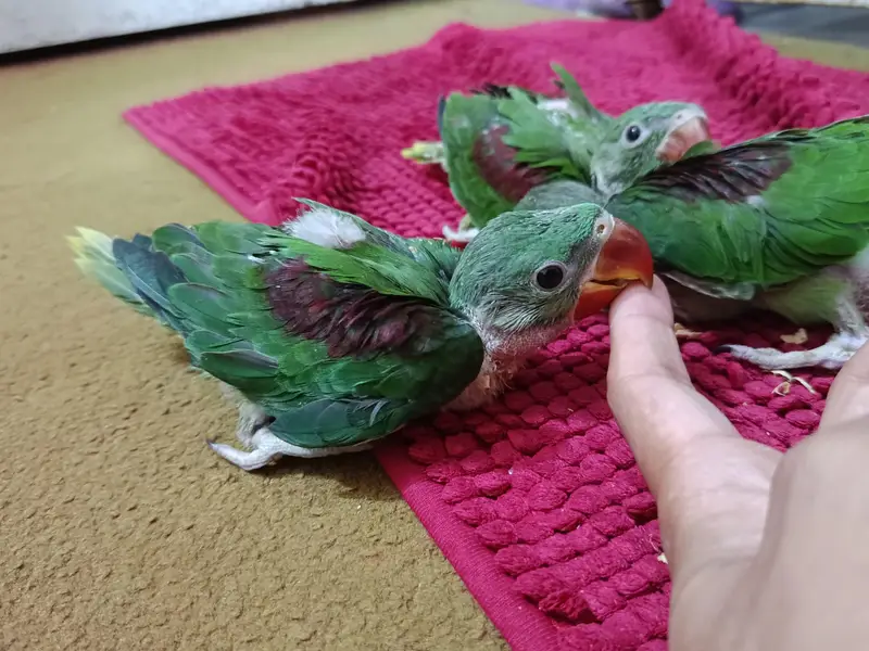 Kashmir raw parrots chicks and breader pair for sale