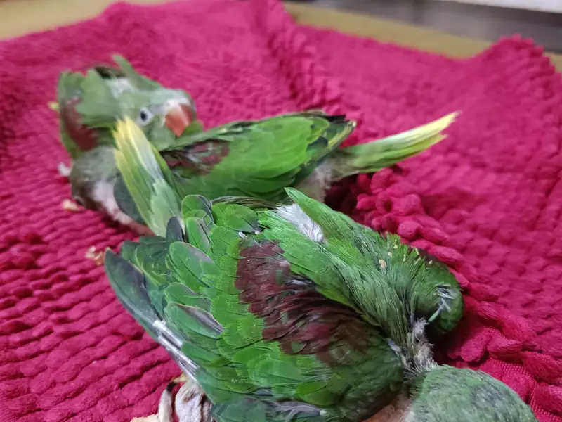 Kashmir raw parrots chicks and breader pair for sale — photo 2