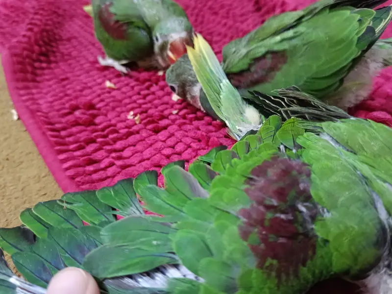 Kashmir raw parrots chicks and breader pair for sale — photo 3