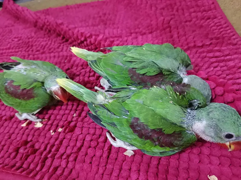 Kashmir raw parrots chicks and breader pair for sale — photo 4