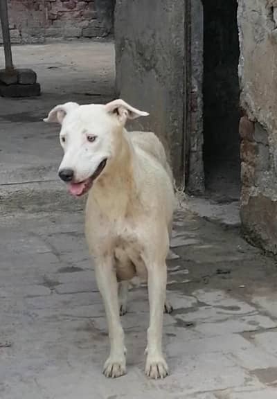 gultair female