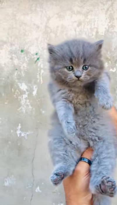 pure Persian cats vaccinated triple coated/WhatsApp 03316360929