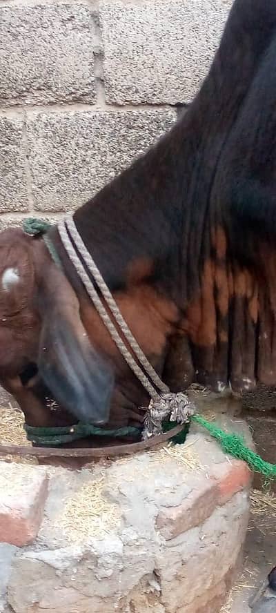 bail for qurbani