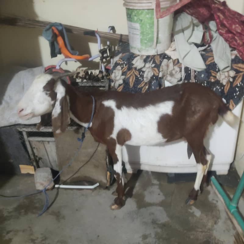 goats 1