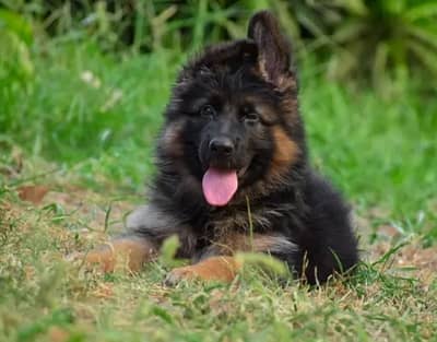 German Shepherd 03267102541
