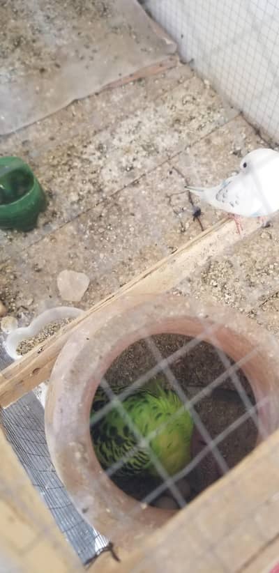 parrots with all cakes