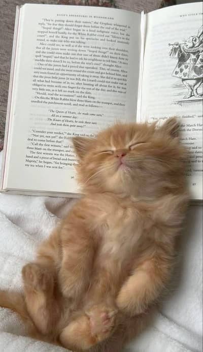 Persian triple coated kitten