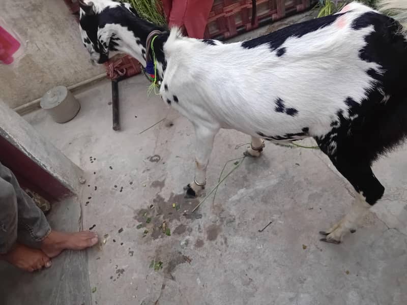 bakra khassi 2 dant 2 bakray 5