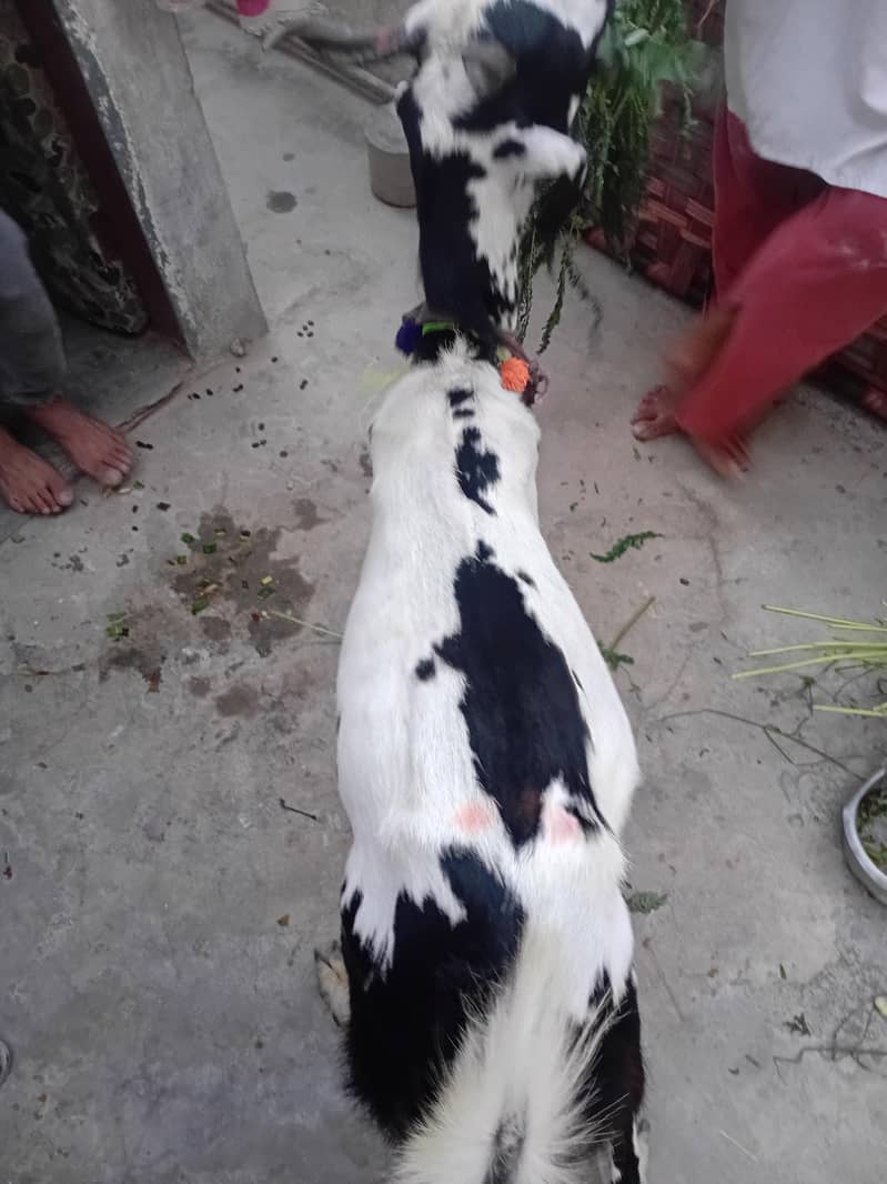 bakra khassi 2 dant 2 bakray 6