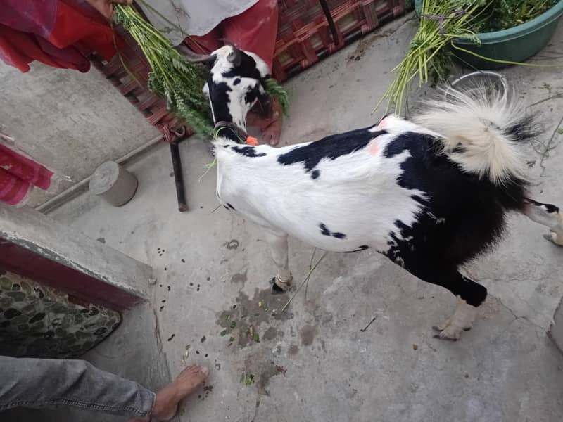 bakra khassi 2 dant 2 bakray 7