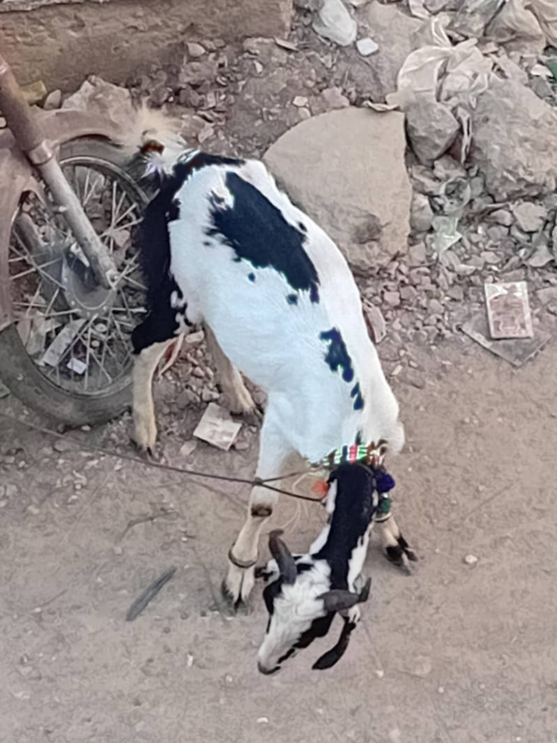 bakra khassi 2 dant 2 bakray 8