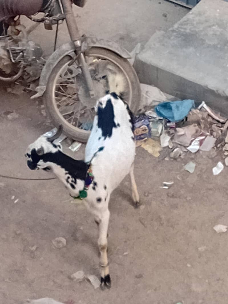 bakra khassi 2 dant 2 bakray 9