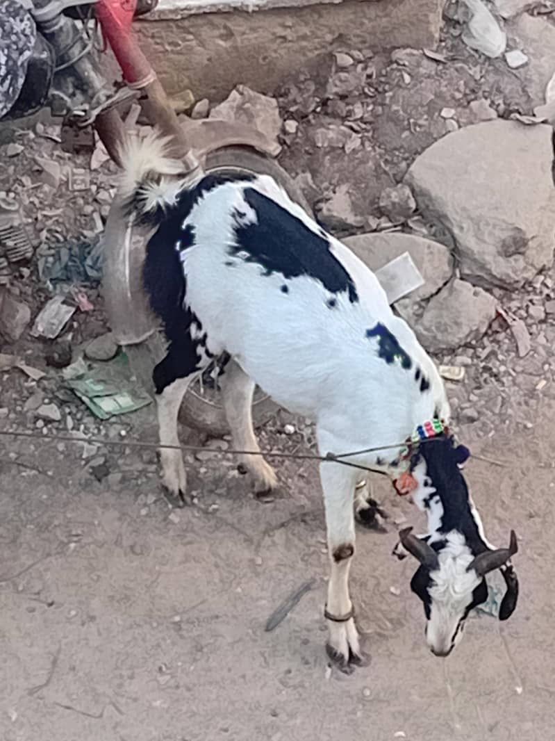 bakra khassi 2 dant 2 bakray 10