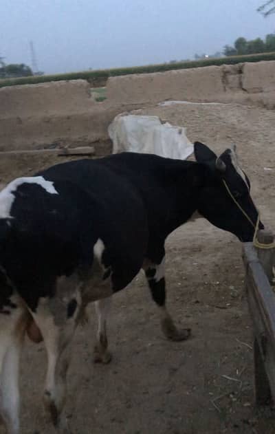Friesian Bull