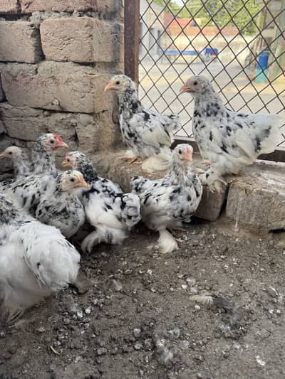 Mottled bentum chicks 6 female 2 male
