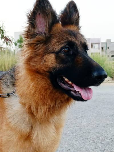 German Shepherd Pedigree For Sale - 1.5 Years Old (Female)