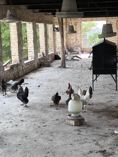 Egg laying hens