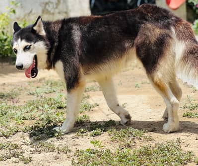 Beautiful Siberian Husky For Sale | 10 Months