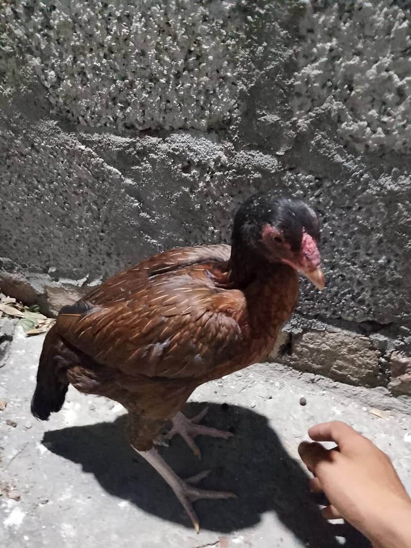 aseal 5