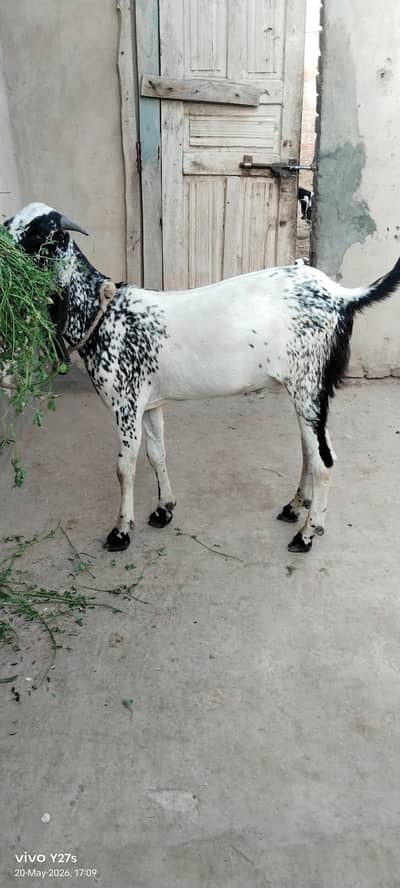 VIP Qurbani Bakra Heavy Healthy Patha For Sale