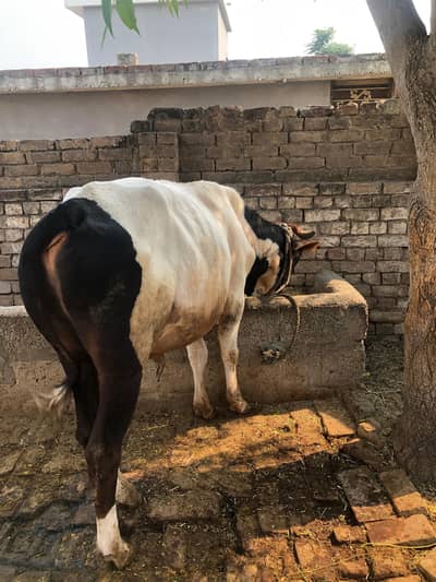 bull for sale