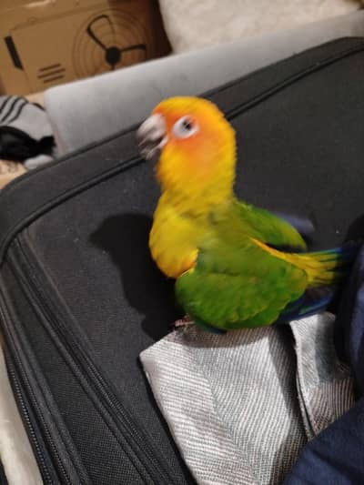 Sun conure 2.5 month old chick near to self available for sale Urgent