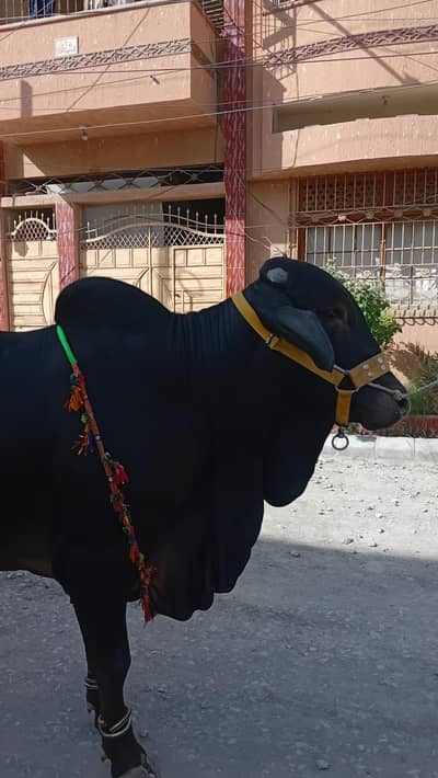 Bachra available forsale