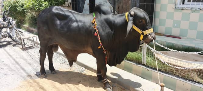 2 Dand Bachra for Qurbani | 4.5 Mun Heavy Weight