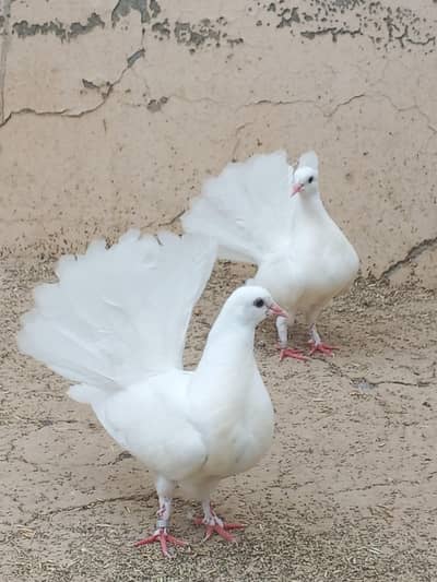 White lucky pegion pair