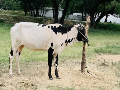 QURBANI JANWAR