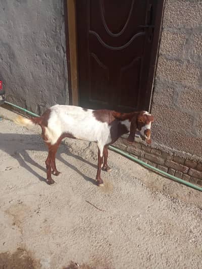 qurbani ke liye bakri Farsi sale 03181545252